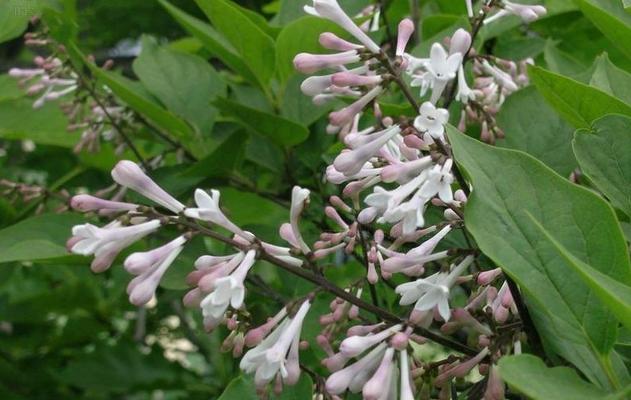 丁香花的冬季养护技巧（如何避免丁香花冻死）