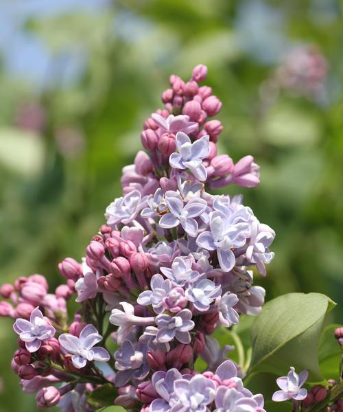 丁香花开花时间与花期（春季丁香花与秋季丁香花开花时间及花期特点）