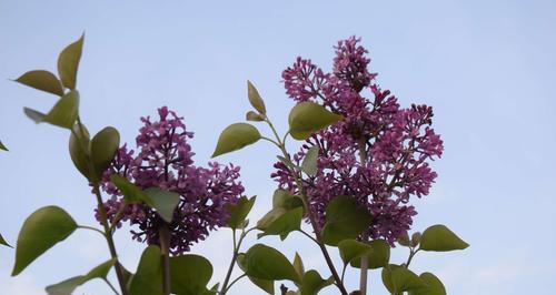 四季常青的丁香花（百花争艳）