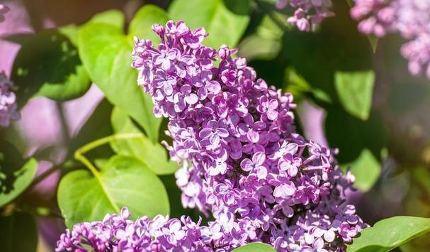 赏析丁香花的美丽与魅力（揭秘丁香花的花形）