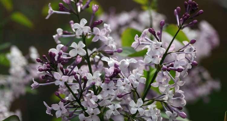 丁香花的分类和特点（探究丁香花的植物学和景观特性）