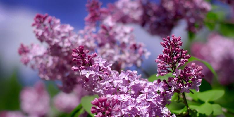 丁香花的开花习性（解读丁香花的生长规律）