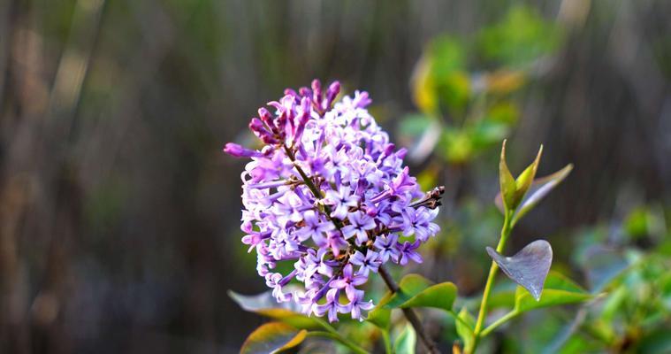 丁香花的五种颜色及其美妙（展示丁香花的美丽和多样性）