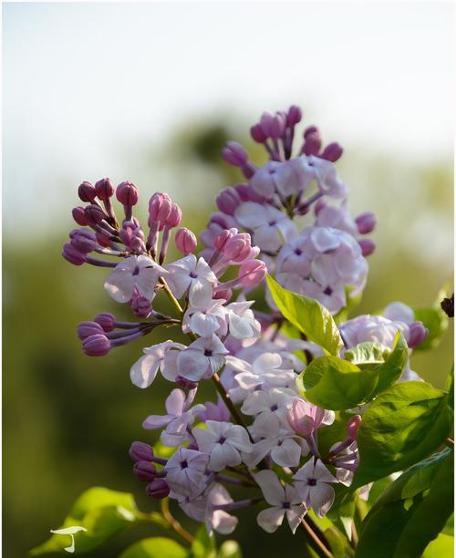 丁香花语的含义