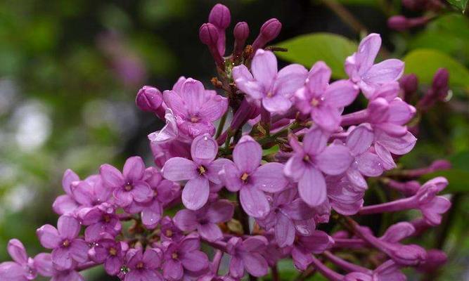 了解丁香花的外形、颜色、花型及其他特征（了解丁香花的外形）