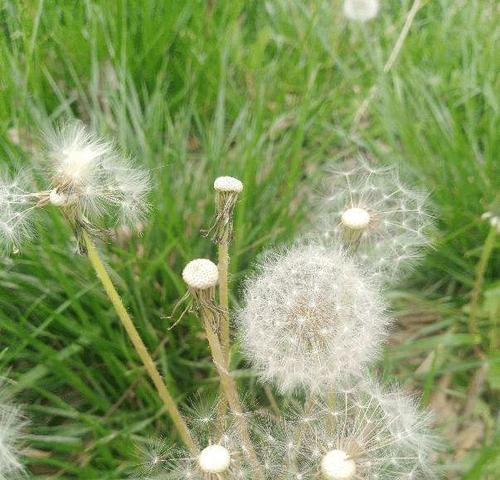 如何种植丁香花种子（花卉种植方法）