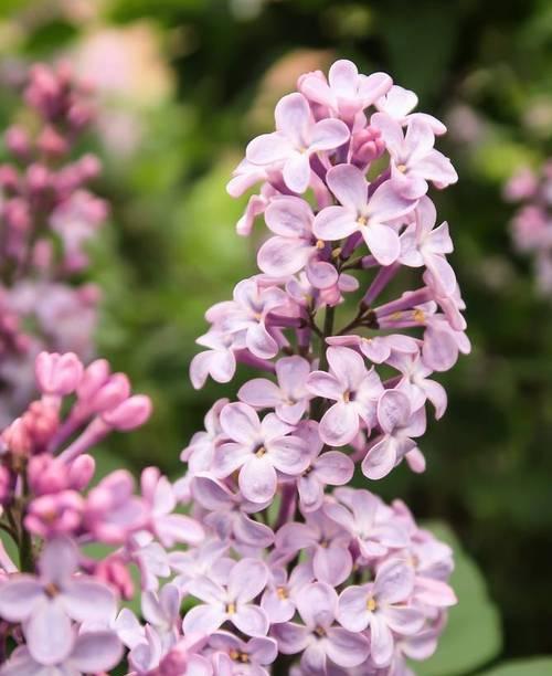 丁香树开花时间及其特点（春末夏初）