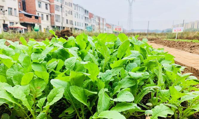 东北大萝卜种植技巧大揭秘（最佳种植时间及关键技巧）