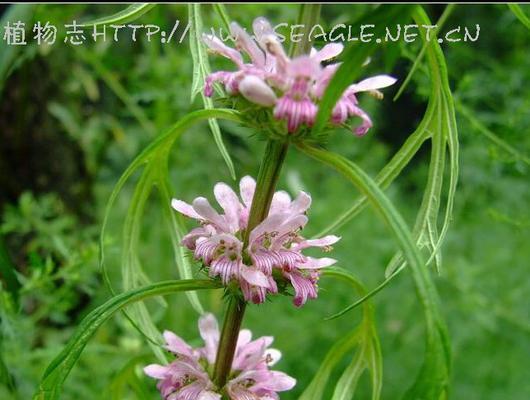 探秘神奇植物——东革阿里（了解东革阿里的分类）