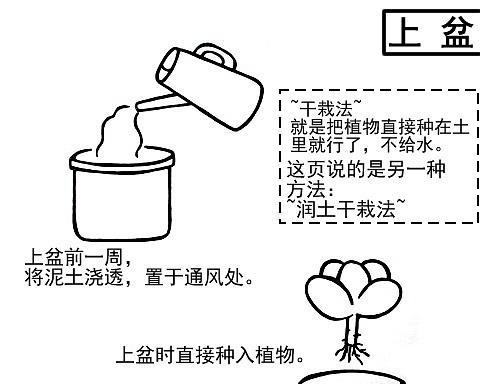 冬瓜打顶技巧（掌握冬瓜打顶时间及方法）