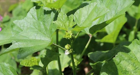 冬寒菜，滋润冬日美食（食用寒冬蔬菜）