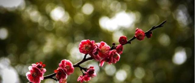 冬梅的开花时间（冬梅开花的乐趣与养护之道）