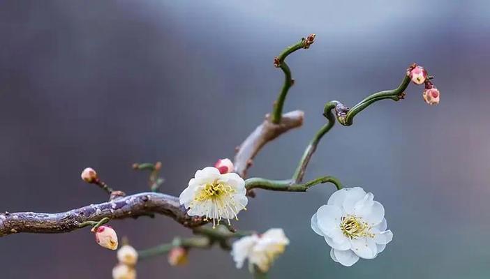 梅花之花语（揭示梅花花语的深层含义）