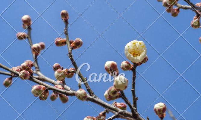 梅花的花叶寓意与生命哲理（追寻梅花的美丽与坚强）