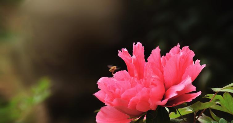 牡丹花（探寻牡丹花的花语与文化内涵）