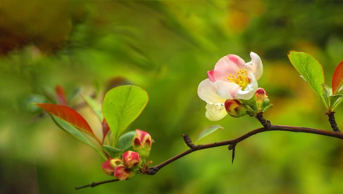 绽放的美丽-探寻日本海棠花的花语（日本海棠花的象征与魅力）