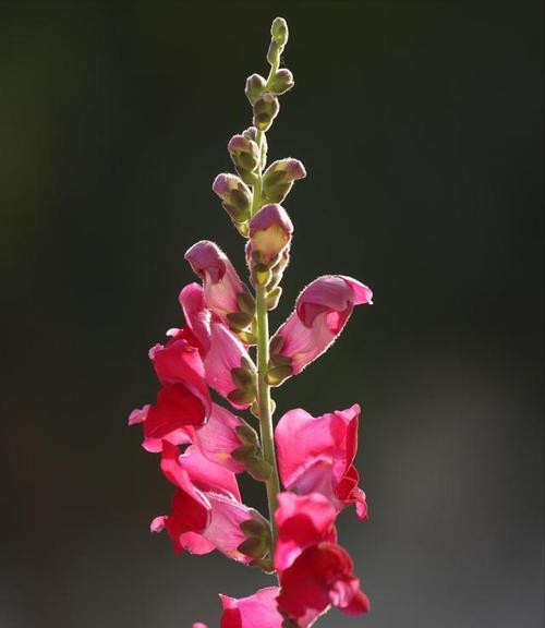 长寿之花——菊花的花语（菊花）