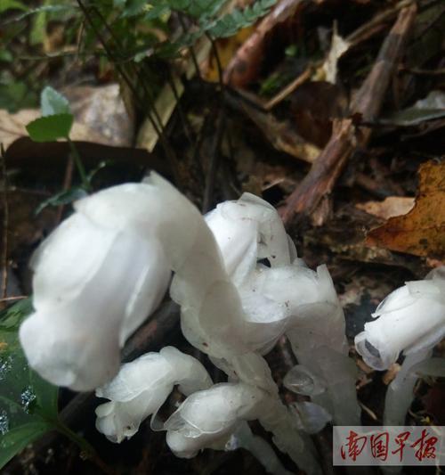 水晶兰花语（揭示水晶兰花背后的深层含义）