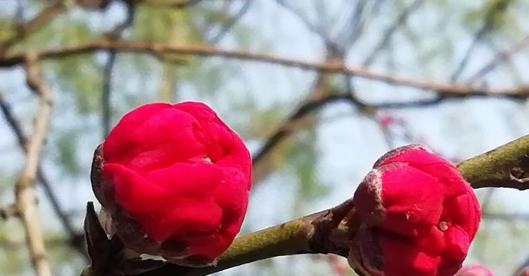 桃花花语（揭开桃花花语的奥秘）