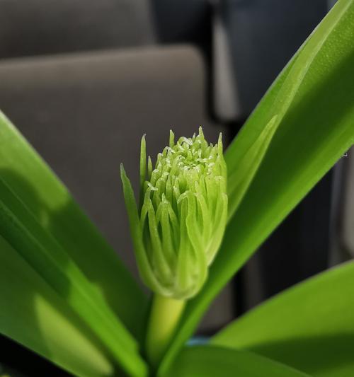 万年青花卉的生命与希望（以万年青花卉的生长过程探寻生命的力量与希望）