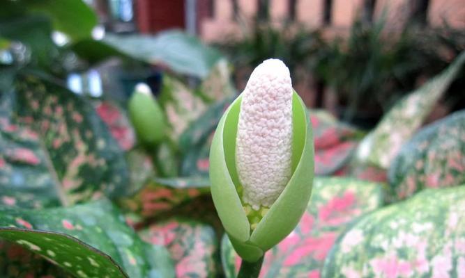 万年青开花的奇迹（探索万年青开花的原因及意义）