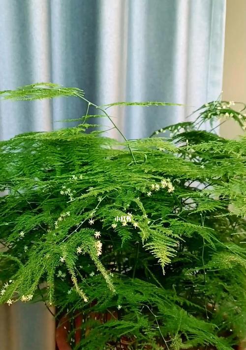 文竹开花的寓意（文竹花开）