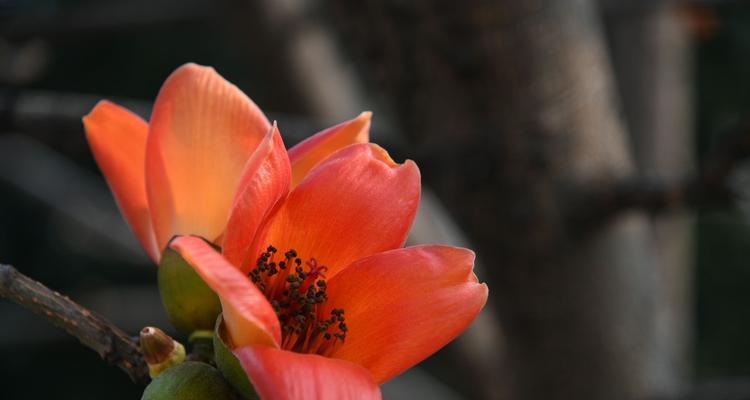 广州市花——五羊石像花（五羊石像花的来历）