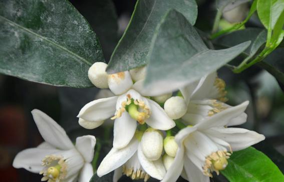 金桔开花结果的季节（了解金桔的花期和结实时间）