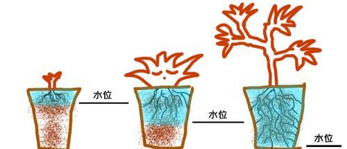 如何正确浇水金桔树（掌握正确浇水方法）