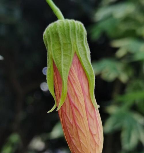 金铃花叶子发黄怎么办（教你轻松解决金铃花的叶子发黄问题）