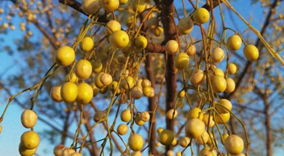 金铃子种植指南（时间、方法、注意事项）