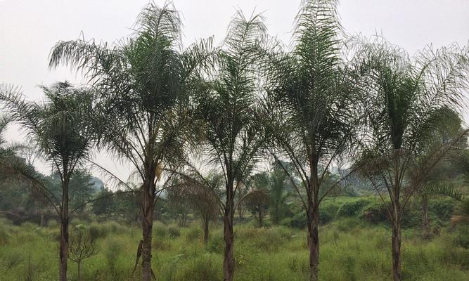 发现金山葵果实的惊人效益（正确食用方法）