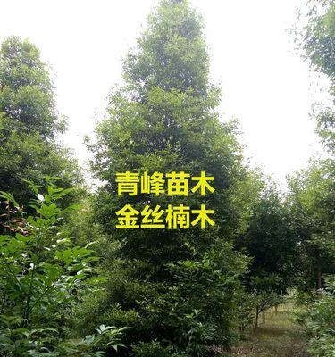 探究金丝楠木北方种植的可行性（适宜种植地点）