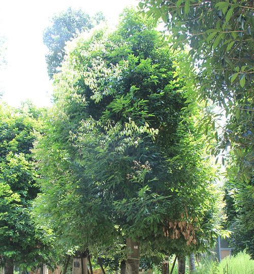 探究金丝楠木北方种植的可行性（适宜种植地点）