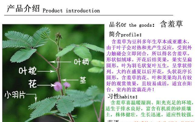 金线莲的繁殖方法和注意事项（一步步教你如何种植金线莲）