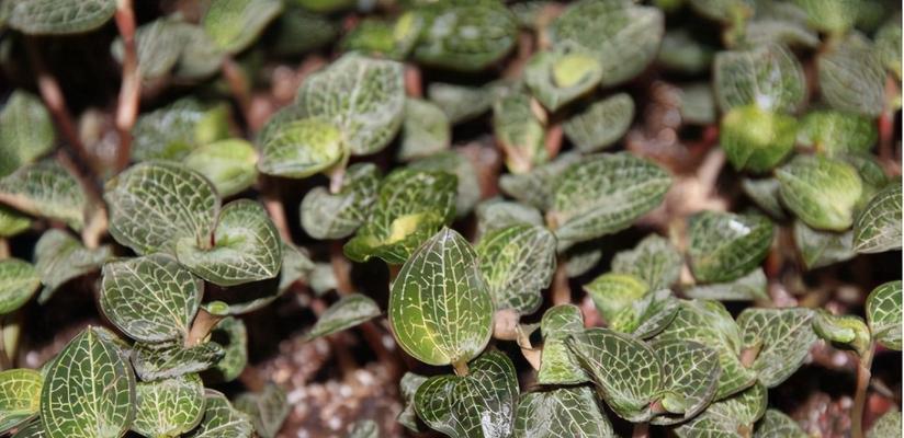 如何种植金线莲（从选种到萌芽）