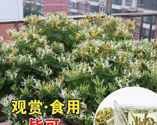 金银花可盆栽吗（了解金银花盆栽的技巧和注意事项）