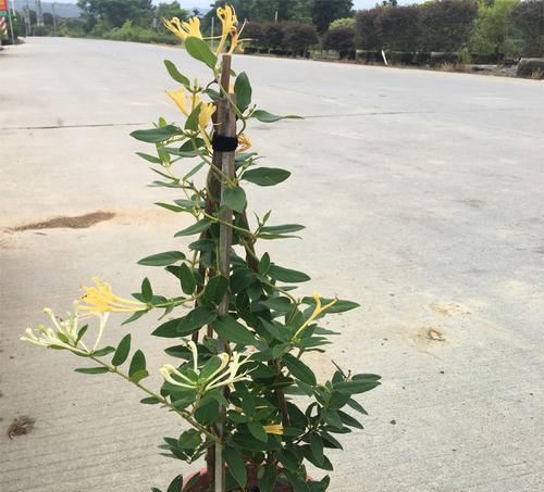 盆栽金银花用多大的盆合适（探寻盆栽金银花盆器大小的秘密）