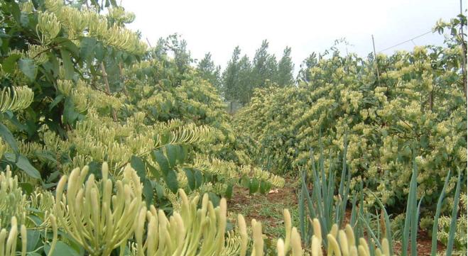 金银花原产地及其药用价值（探寻金银花的发源地和传统药用价值）