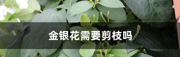 金银花的剪枝技巧（让你的金银花健康成长）