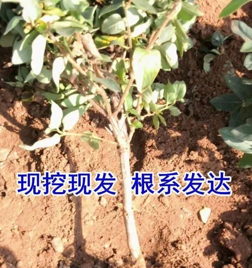 金银花修根方法详解：一步步打造强壮健康的植株