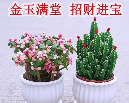 金玉满堂花有毒吗（金玉满堂花的毒性）