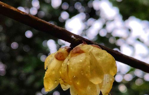 腊梅花语（用腊梅花的花语感受爱的力量）