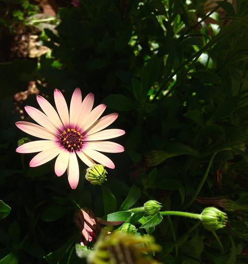 蓝目菊花语探秘（揭开蓝目菊花的神秘密码）