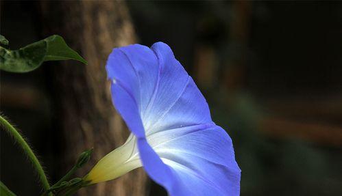 蓝色牵牛花的美丽与含义（探索蓝色牵牛花的花语之谜）