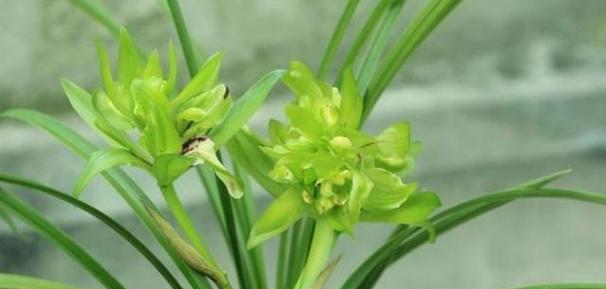 以兰花花语——美丽与纯洁的象征（探索兰花之美）