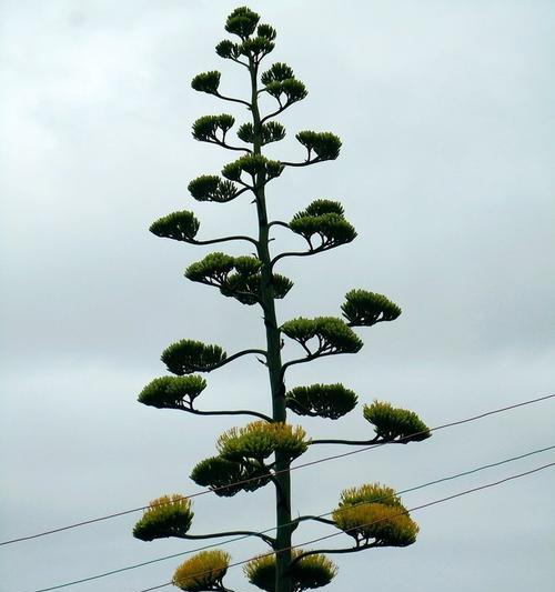 龙舌兰花（探寻龙舌兰花的花语与象征）