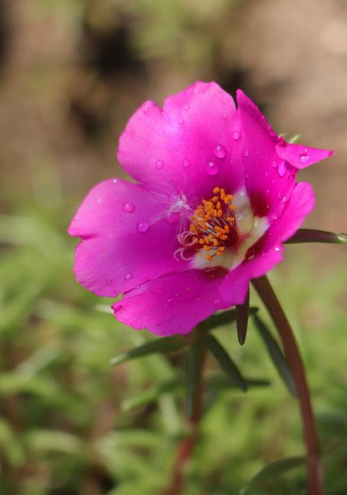 龙须牡丹（探寻龙须牡丹的花语）