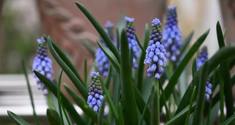 绿色风信子花语（从花语中寻找生命的启示）