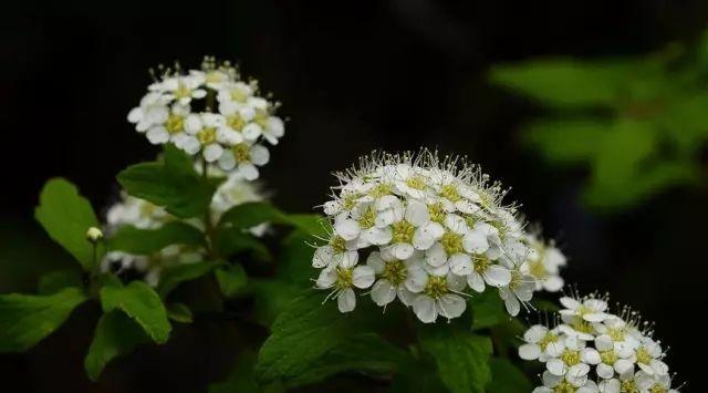 麻叶绣线菊花（绽放在草原上的芬芳）